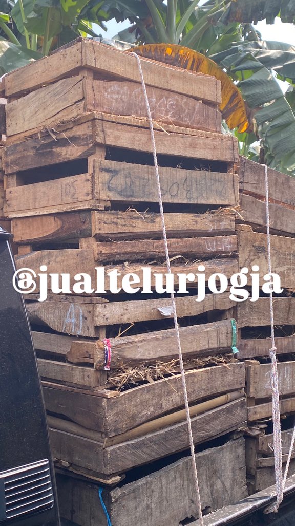 dodyprasss's tweet photo. @belindch Sebagai supplier telur, pilih telur yang
1. Cangkang coklat, yang cangkang putih biasanya gampang pecah
2. Tembus cahaya kalo disenterin, kalo gelap biasanya sudah busuk
3. Tidak berbau, kalo berbau anyir biasanya dah mulai busuk
4. Tidak koclak pas dikocok https://t.co/tg9uqNRFgK