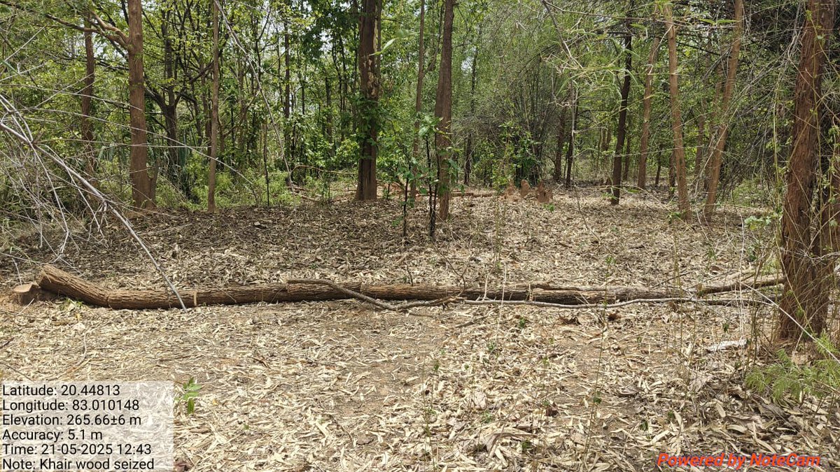 DFOBalangir's tweet photo. Muribahal Range staff seized Khair firewood, bike (OR 03H 2263), & a wood cutter near Chanabahal (21.05.25, 12:15 PM). Two arrested. Probe in progress. #TimberSmuggling #ForestDept @ForestDeptt @CMO_Odisha @PCCFWL_Odisha @pccfodisha @RCCFBHPT @moefcc https://t.co/VFzzxZ4yMd