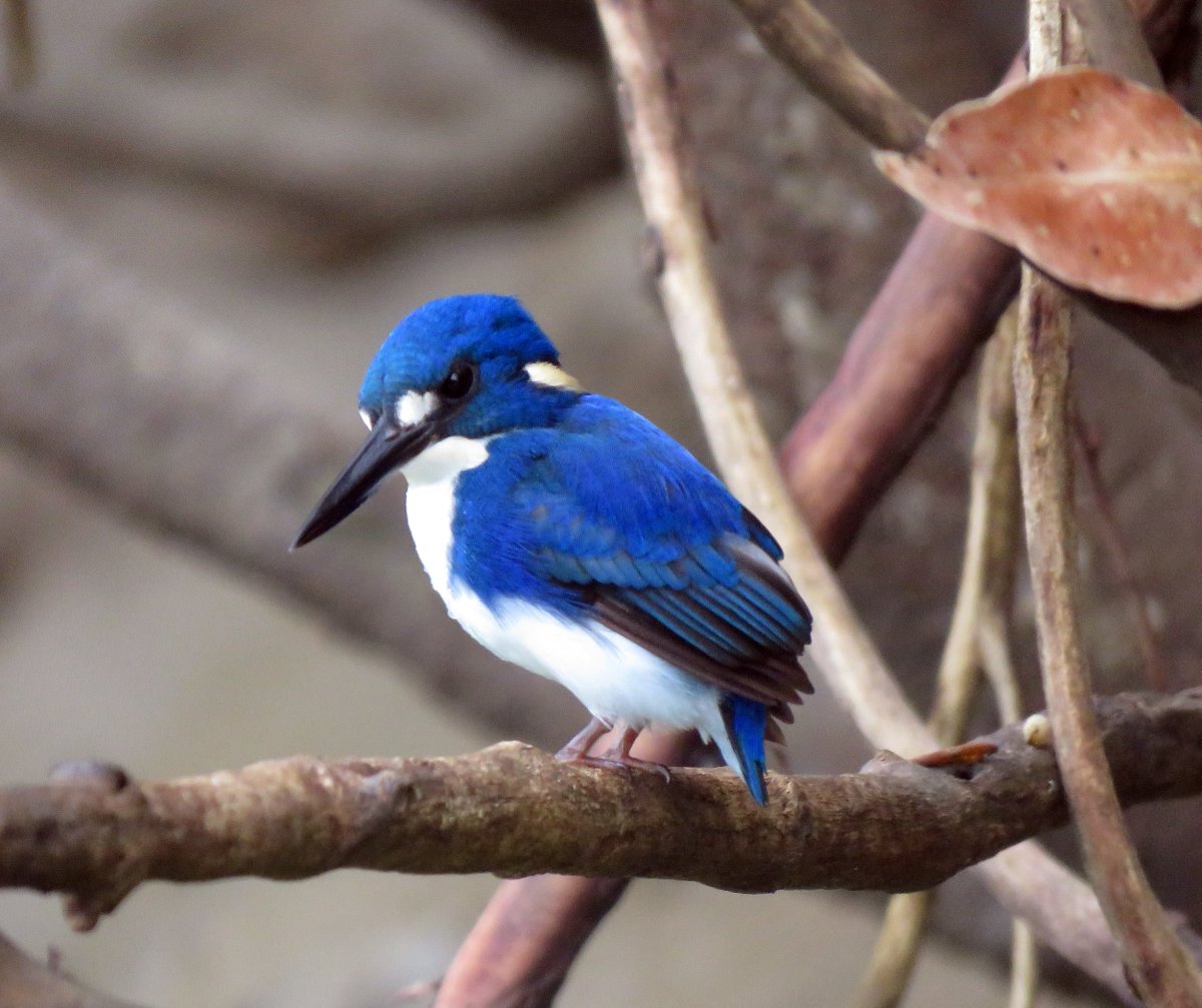 Bird Michael From Twitt℮r tweet media