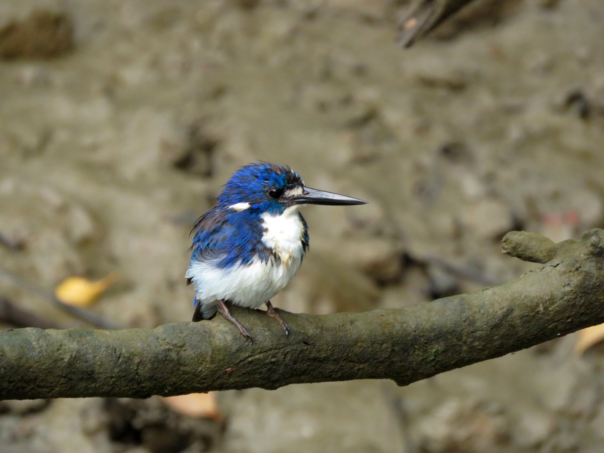 Bird Michael From Twitt℮r tweet media