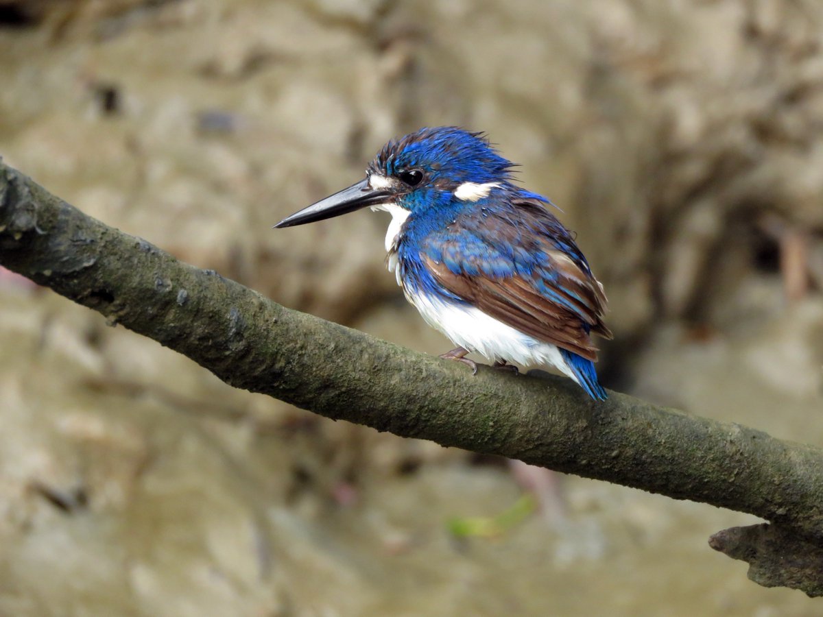 Bird Michael From Twitt℮r tweet media