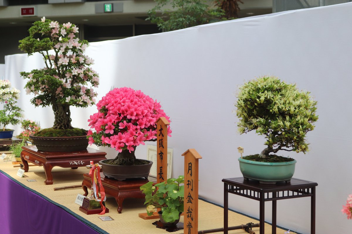 【大阪北部にて引き取り限定】さつき盆栽 本日より【第13回 花季さつき展覧会】開催！ 色とりどりの #さつき盆栽