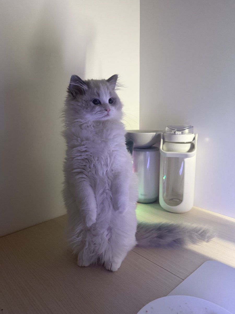 ⋆౨ৎ˚⟡˖ ࣪ tweet media