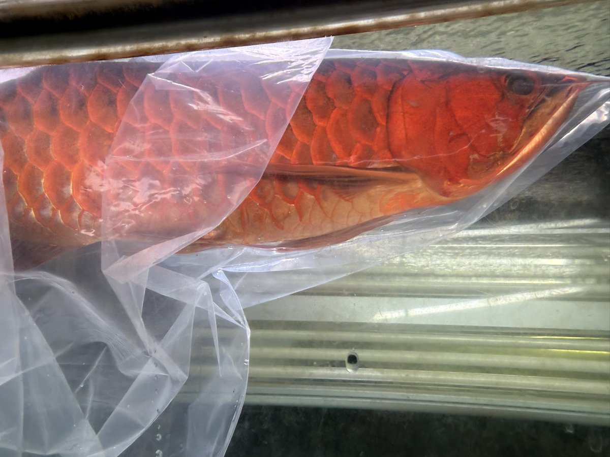 8028Koichiro's tweet photo. 2号を1週間ちょい程混泳させてたけど
色味がやばい事になった。

赤くするならやっぱ黒水槽？
色味を良くするなら白だな🙌 https://t.co/rRKYiRolmV