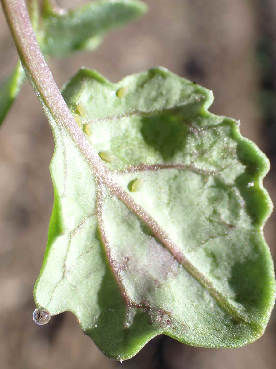 Zorica Duric tweet media