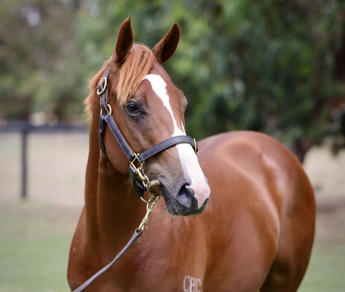 NewgateFarm's tweet photo. NEW winner for RUSSIAN REVOLUTION🔥

Trained by @heysy, FACEOFF delivers his sire's 4th winner in 3 days🚀

Bred by @Chinahorseclub, he is winner no.104 this season for Russian Revolution💪

Congratulations to all winning connections!👏👏 https://t.co/lLtLYBdfLm