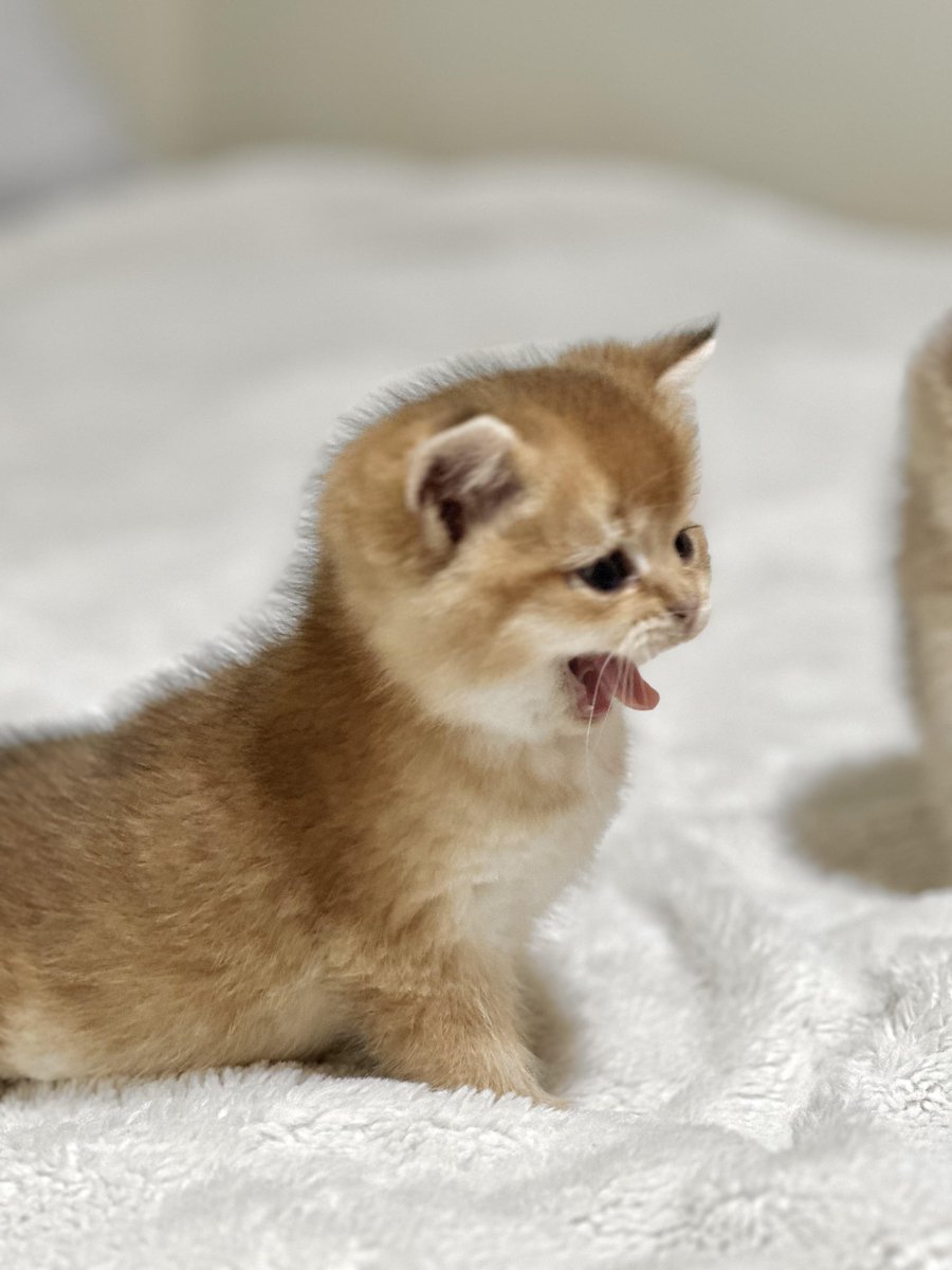 私に寝るのを邪魔されて怒っています。😁😁