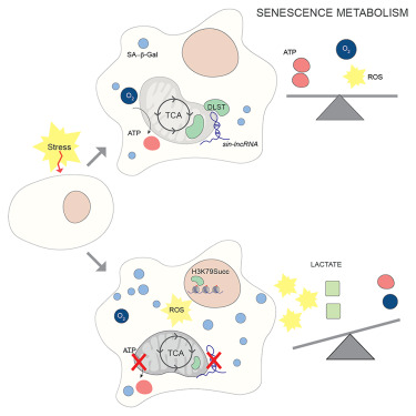 TimePieChina's tweet photo. @ElenaGrossi8,@MartaMontes3,@MaiteHuarteLab,et al. unveiled an RNA-dependent metabolic rewiring specific to #senescent cells.
"We identify senescence-induced long noncoding RNA (sin-lncRNA), a previously uncharacterized long noncoding RNA."
https://t.co/BIMvJMzcvl https://t.co/BBk1TLhGP4