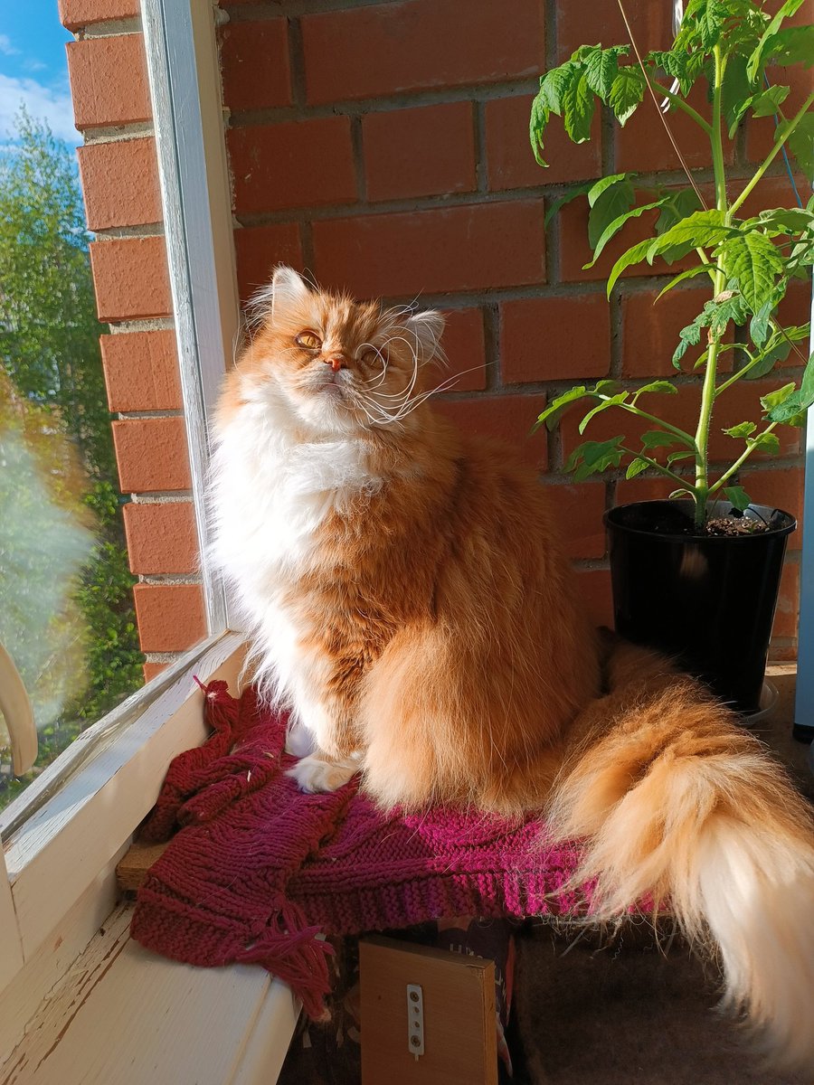 Коточетверговое.