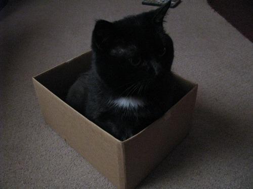boturitter's tweet image. Box delivered.  #catsofinstagram #catbox #blackcat #cutecat