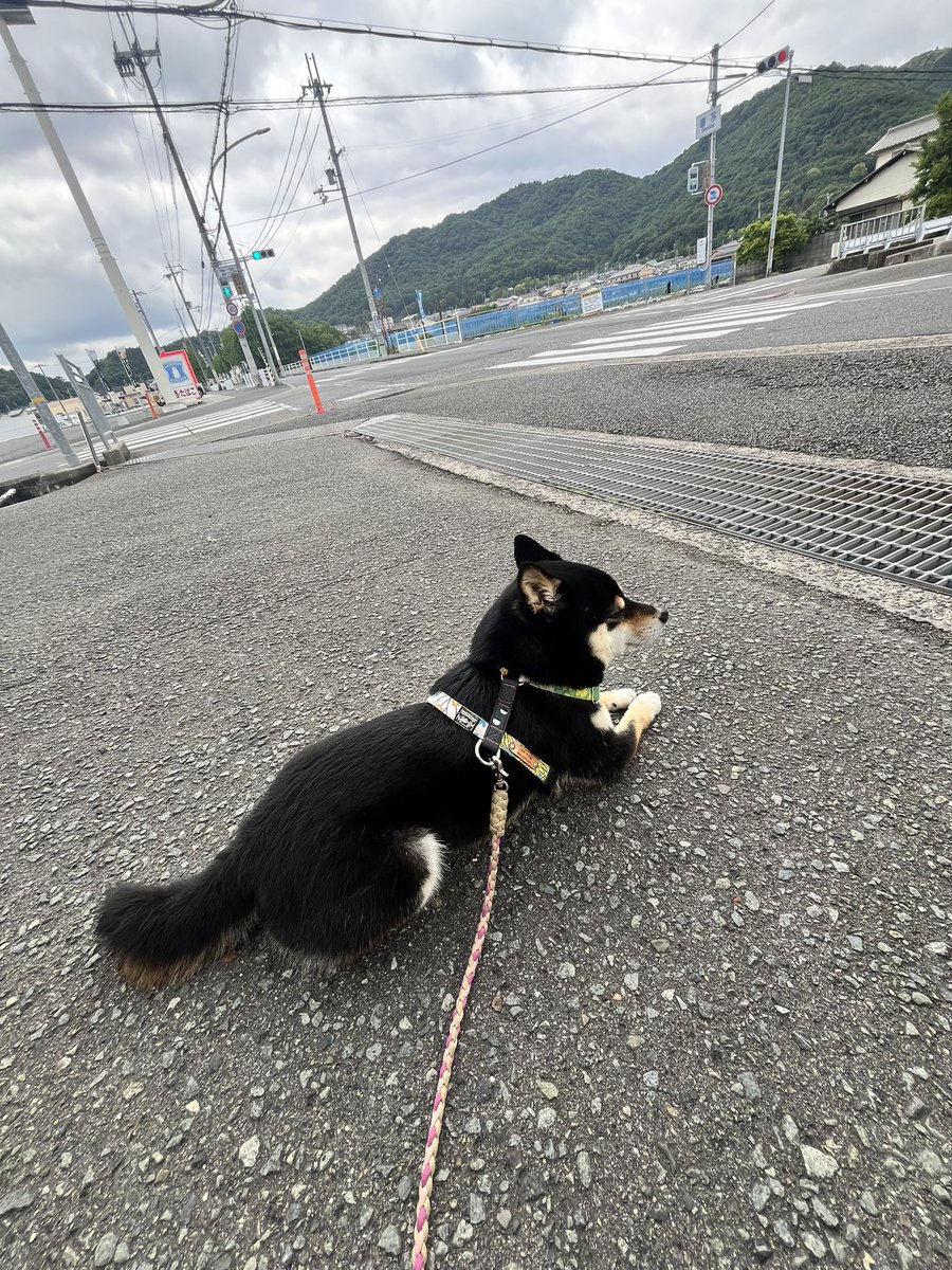 JapanSoul01's tweet photo. 🐶病院が混んでいたので外で待つ、早く家に帰りたいのであろうスフィンクスw https://t.co/jZcw9Fzu62