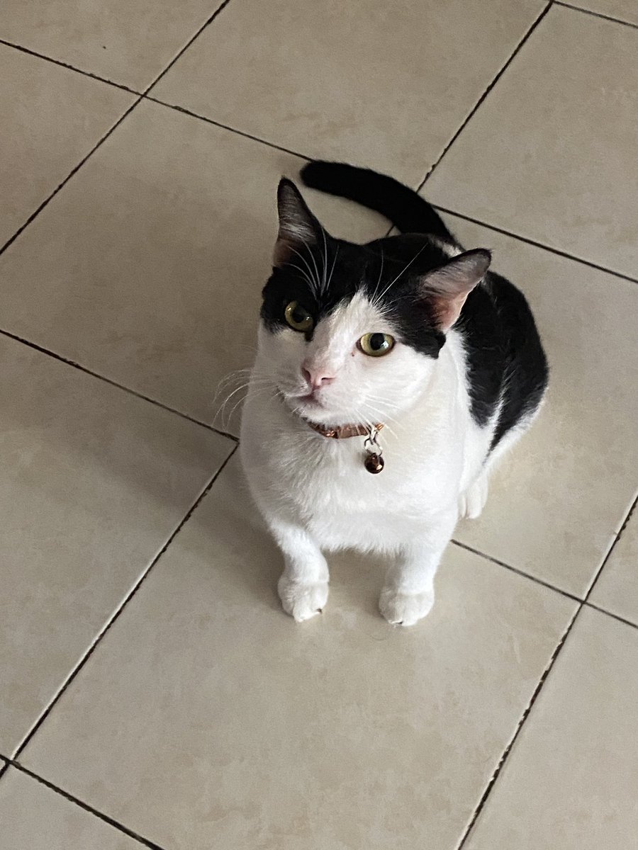 Kensel kensel. Dia jadi kucing kedai makan harini. Dok menekan2 mak dia yg tgh makan sbb dia lapar