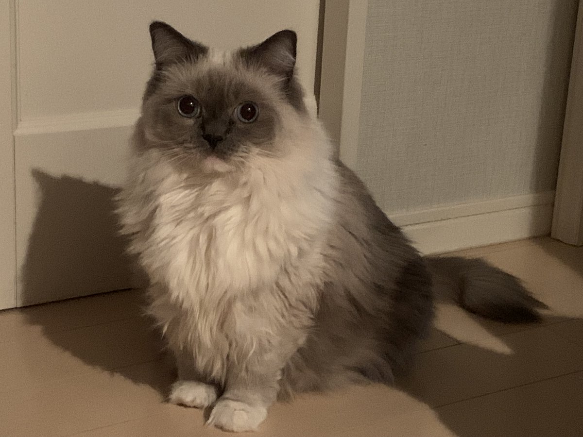 EarthOfficialJP's tweet photo. ねこ部のカンナだにゃ〜！！
もっふもふやで〜🐈

#ニャース製薬ねこ部🐾 https://t.co/UsAUBmrNxg