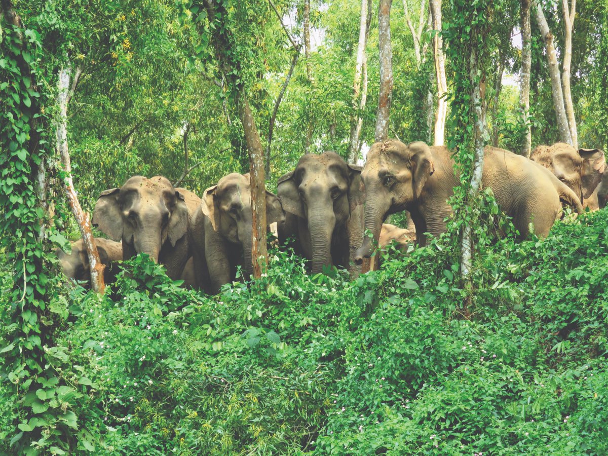 UN in Bangladesh (@uninbangladesh) on Twitter photo In 2024, the UN & <a href="/FD_Bangladesh/">Bangladesh Forest Department</a> restored 600 hectares of degraded forest in Cox’s Bazar by planting local trees, resulting in:
🍃 Cleaner air (cutting 25,800+ tons of CO₂)
🌿 Healthier forests
🦋 Protection for local biodiversity
#BiodiversityDay #ClimateAction In 2024, the UN & <a href="/FD_Bangladesh/">Bangladesh Forest Department</a> restored 600 hectares of degraded forest in Cox’s Bazar by planting local trees, resulting in:
🍃 Cleaner air (cutting 25,800+ tons of CO₂)
🌿 Healthier forests
🦋 Protection for local biodiversity
#BiodiversityDay #ClimateAction
