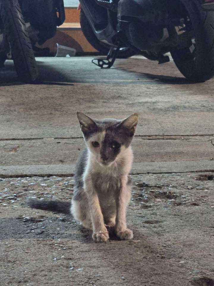 🏠หาบ้านให้น้องแมว🏠
น้องหลงมาค่ะ แมวไทย สีขาว-เทา 
เพศ ไม่แน่ใจ อายุ 3-4เดือน
พิกัด ลาดพร้าว 80 
ติดต่อ 0616264549 
ใครสนใจรับดูแลติดต่อหาเจ้าของได้เลยนะคะ หรือ ช่วยกันรีกระจายข่าวก็ได้ค่า มาช่วยกันหาบ้านอันอบอุ่นให้น้องกันนะคะ