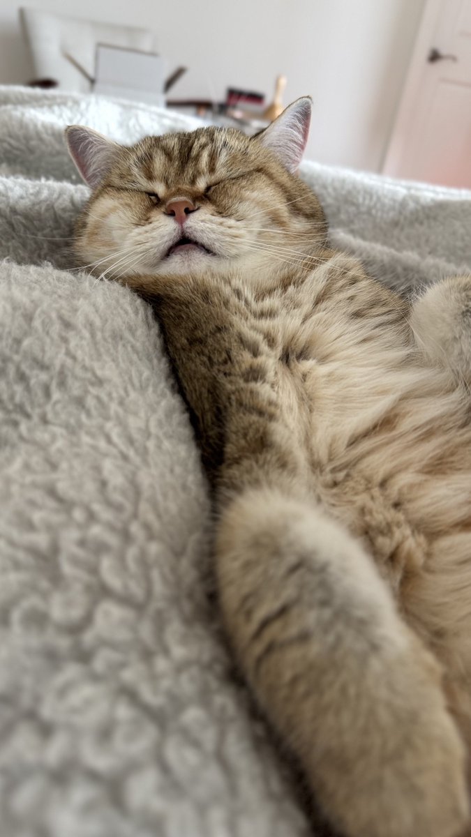 ふたごのぽてーs😽🥔 tweet media