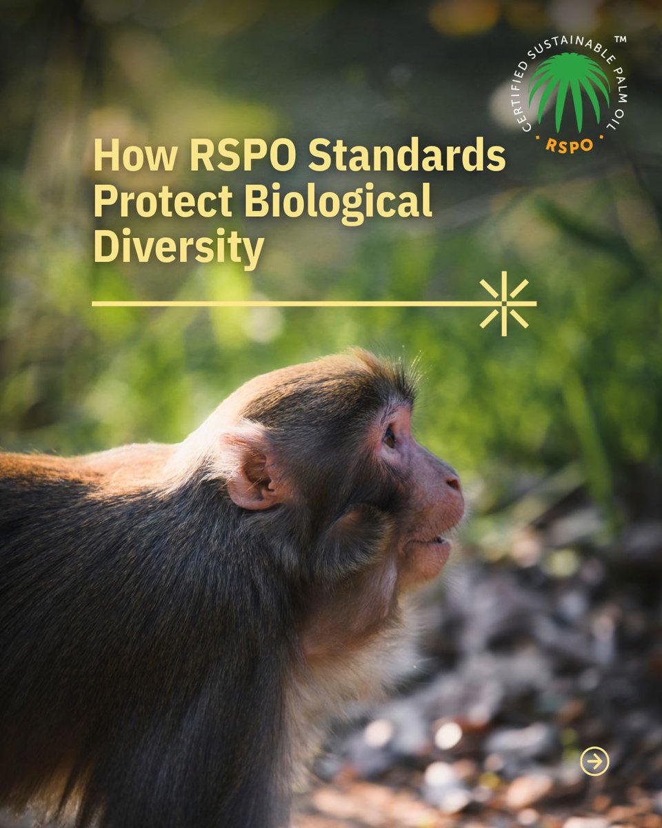 RSPOtweets's tweet image. On this #BiodiversityDay, we reaffirm our commitment through our RSPO Standards to conserving forests, protecting wildlife, and preserving the natural wonders that enrich our planet.