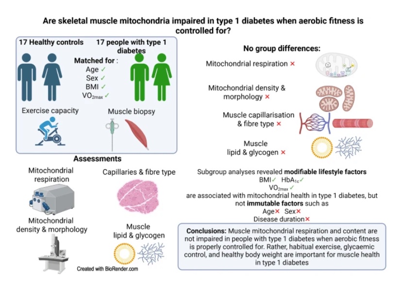 Richie Goulding (@richiegoulding1) on Twitter photo Extremely excited to share the latest work from my postdoc in Amsterdam, just published in <a href="/DiabetologiaJnl/">Diabetologia</a> ! Skeletal muscle mitochondrial health in type 1 diabetes: the role of exercise capacity and lifestyle factors
A thread 🧵
link.springer.com/article/10.100… Extremely excited to share the latest work from my postdoc in Amsterdam, just published in <a href="/DiabetologiaJnl/">Diabetologia</a> ! Skeletal muscle mitochondrial health in type 1 diabetes: the role of exercise capacity and lifestyle factors
A thread 🧵
link.springer.com/article/10.100…