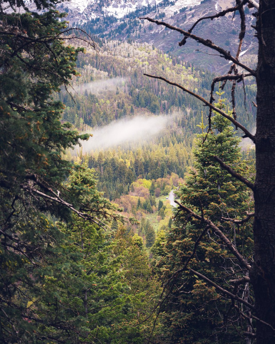 PrestonPhotog's tweet image. Misty mountain morning.
馃摲Nikon Z6 | Nikkor 24-200mm #nikoncreators