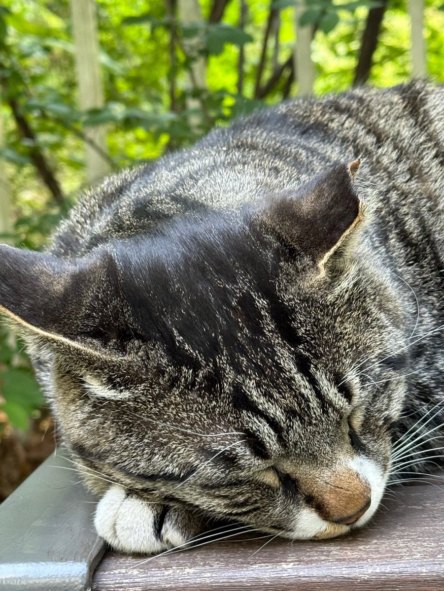 호섭이(또는 장군이 또는 카이) : 애교가 많고 동네 사람들이 하도 만져서 정수리 맨질맨질맨