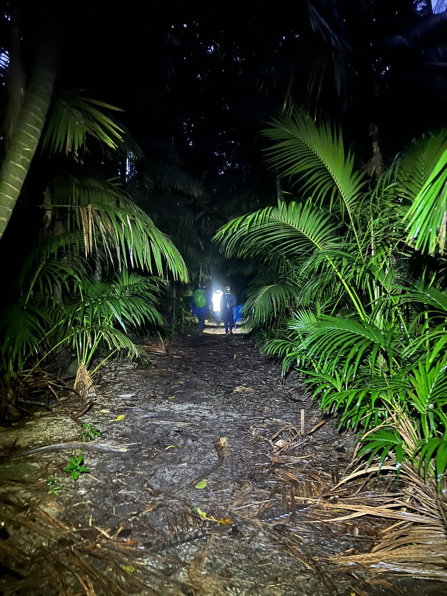 foolforaclient's tweet photo. Nocturnal surveys for the Lord Howe Island gecko, described as “somewhat heavy in the body”. Don’t worry buddy, I can relate. #LordHoweIsland #threatenedspecies https://t.co/QQCgeifYUf
