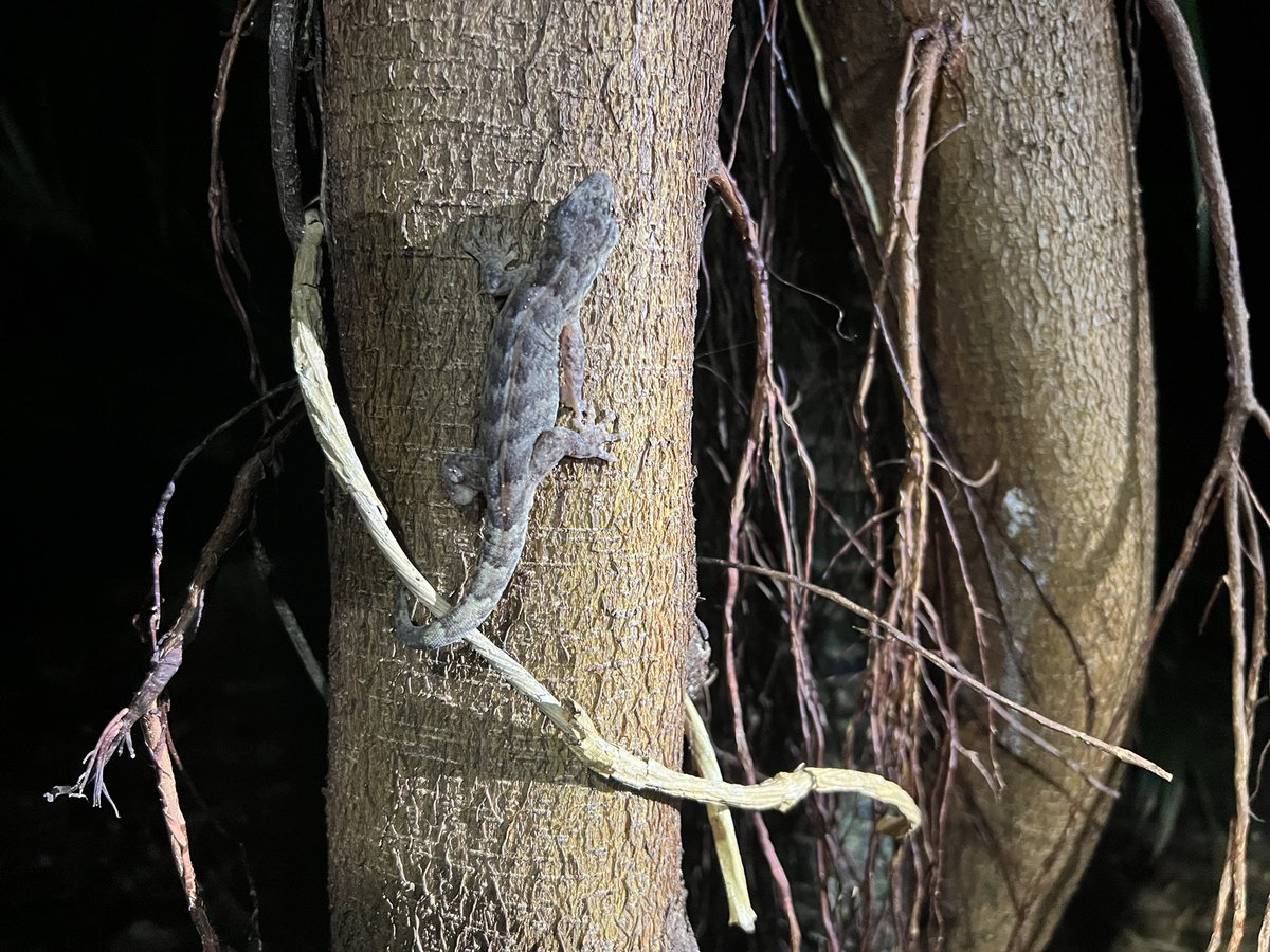 Nocturnal surveys for the Lord Howe Island gecko, described as “somewhat heavy in the body”. Don’t worry buddy, I can relate. #LordHoweIsland #threatenedspecies