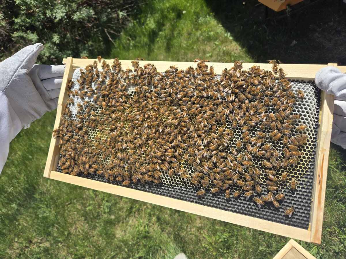 Honey!