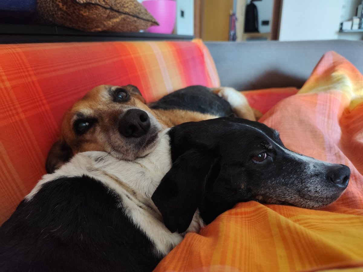 Mom’s taking a quick break and we’re glued to her like crazy ’cause we love her that much 😍💙🐶🐶💙