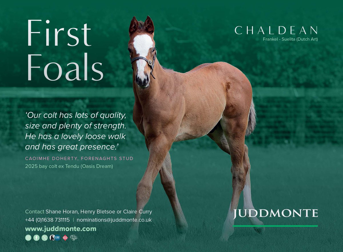 💫 Don't miss the First Foals by <a href="/JuddmonteFarms/">Juddmonte</a>'s CHALDEAN 💫

🗣 "Our colt has lots of quality, size and plenty of strength. He has a lovely loose walk and has great presence." - Caoimhe Doherty, Forenaghts Stud

Visit ➡️ stallions.juddmonte.com/stallion/chald…