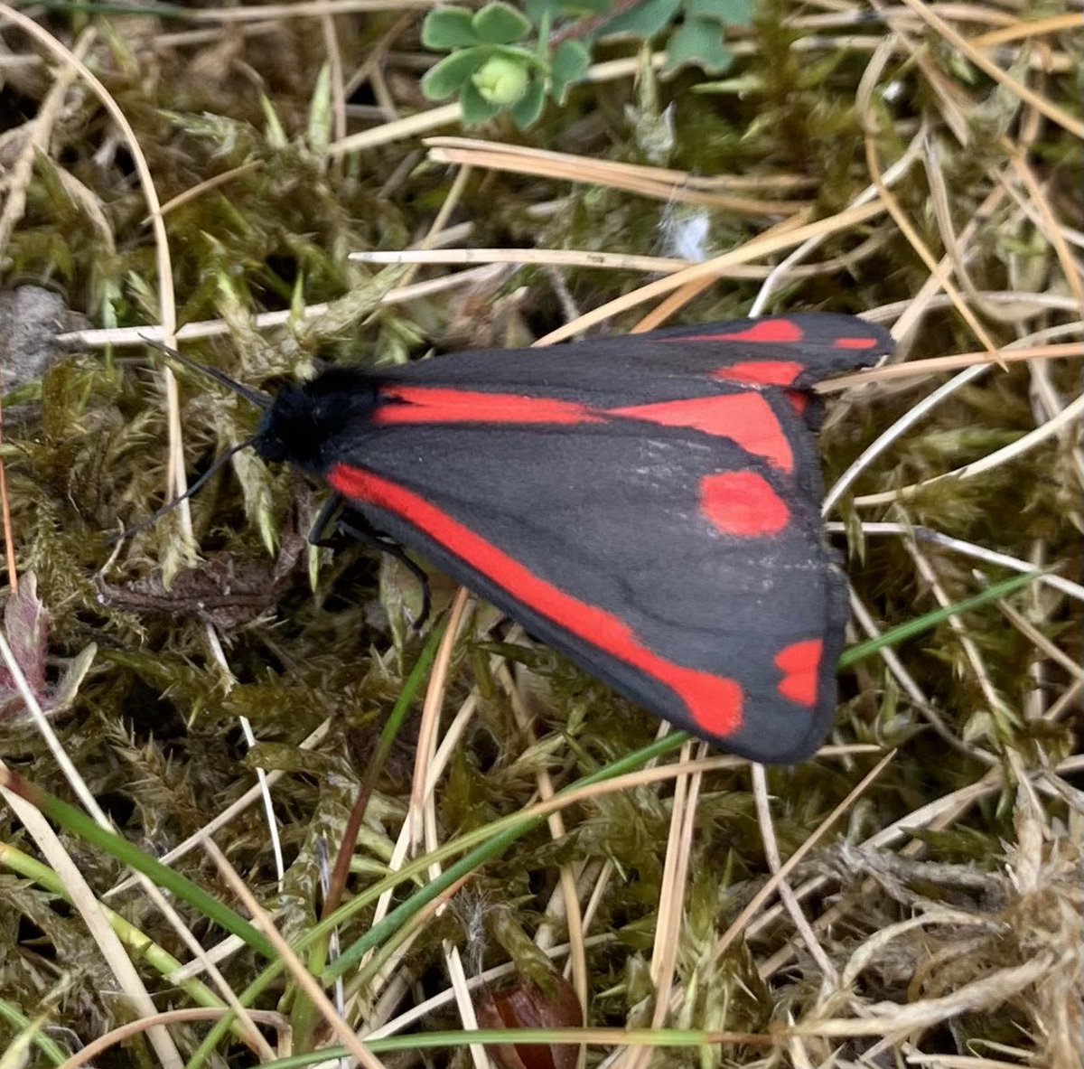 Lloyd Evans (@ecolaevans) on Twitter photo A cold Cinnabar Moth, Telfordtodsy, whilst at work. <a href="/ShropsWildlife/">Shropshire Wildlife Trust</a> <a href="/BC_WestMids/">West Midlands Butterfly Conservation</a> <a href="/savebutterflies/">Butterfly Conservation 🦋</a> A cold Cinnabar Moth, Telfordtodsy, whilst at work. <a href="/ShropsWildlife/">Shropshire Wildlife Trust</a> <a href="/BC_WestMids/">West Midlands Butterfly Conservation</a> <a href="/savebutterflies/">Butterfly Conservation 🦋</a>
