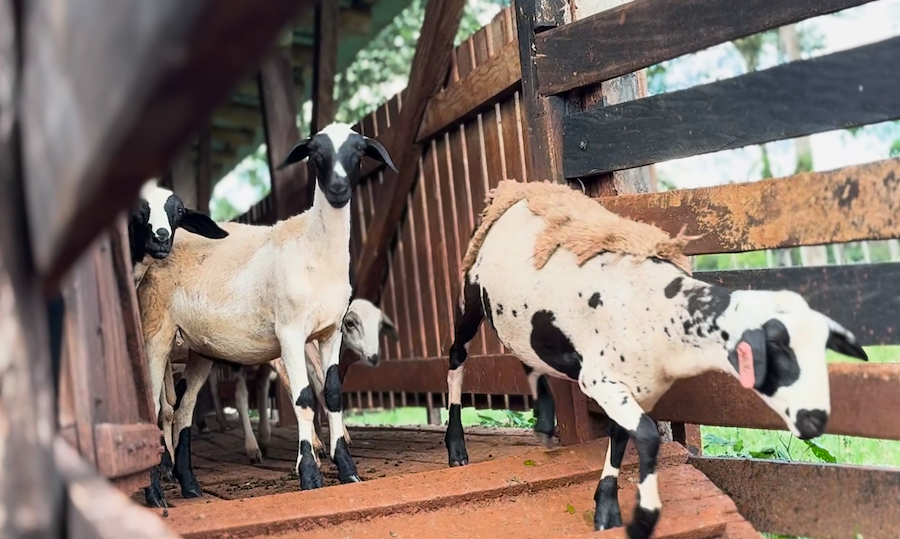 PNUD América Latina y el Caribe tweet media