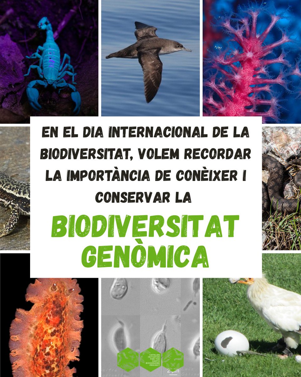 📅 Avui, #BiodiversityDay  posem el focus en un tresor invisible: la biodiversitat genòmica.
🧬Cada espècie amaga un genoma únic que ens ajuda a conservar-la i entendre el món viu.
🌿A @catbiogenoma treballem per seqüenciar la vida del nostre territori
 #biodiversity  #Genomics