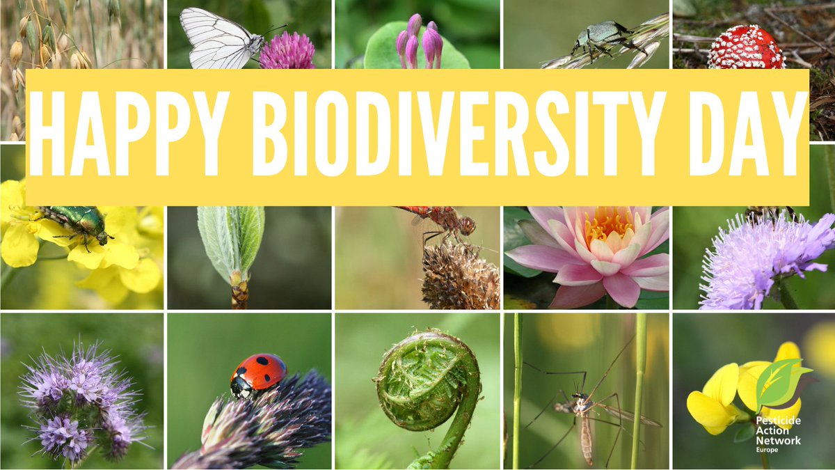 EuropePAN's tweet photo. 🪲🪱🍄 The diversity of plants and insects is fundamental for our food production. However, #biodiversity cannot thrive if #pesticides are constantly sprayed. #SaveOurInsects #BiodiversityDay 🌿🌱🍓 https://t.co/StnLbXLhQ9