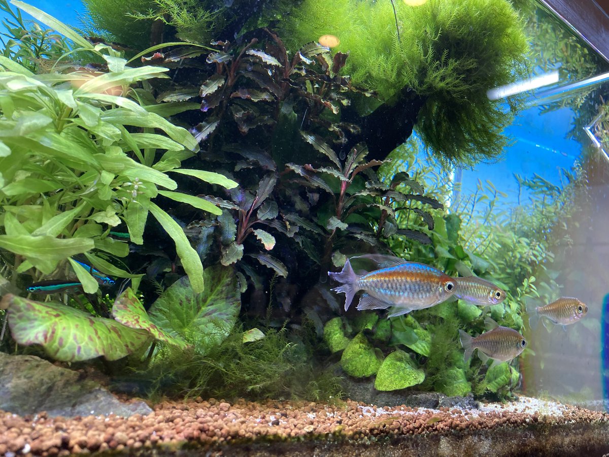コンゴテトラさん
お引越ししました🐟