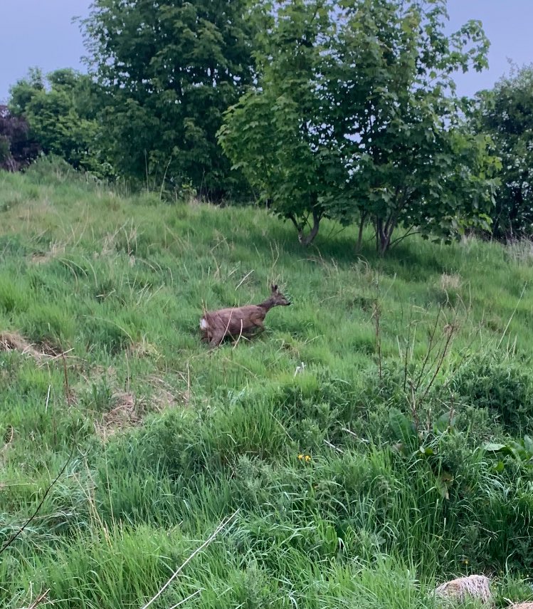 Always nice to see a wee deer 🦌