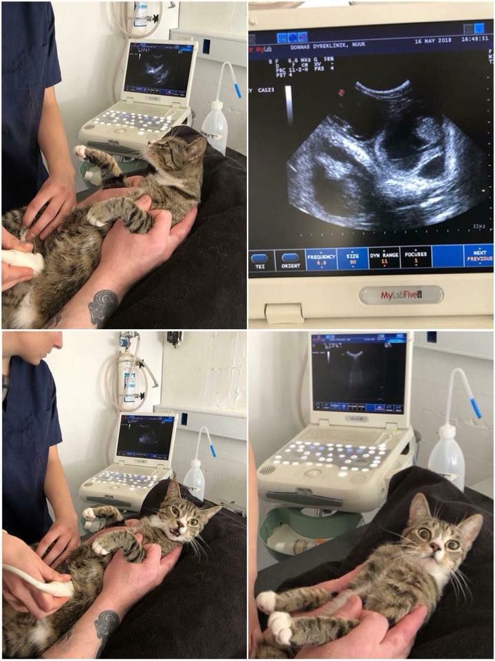 Cat reacts to finding out she's pregnant