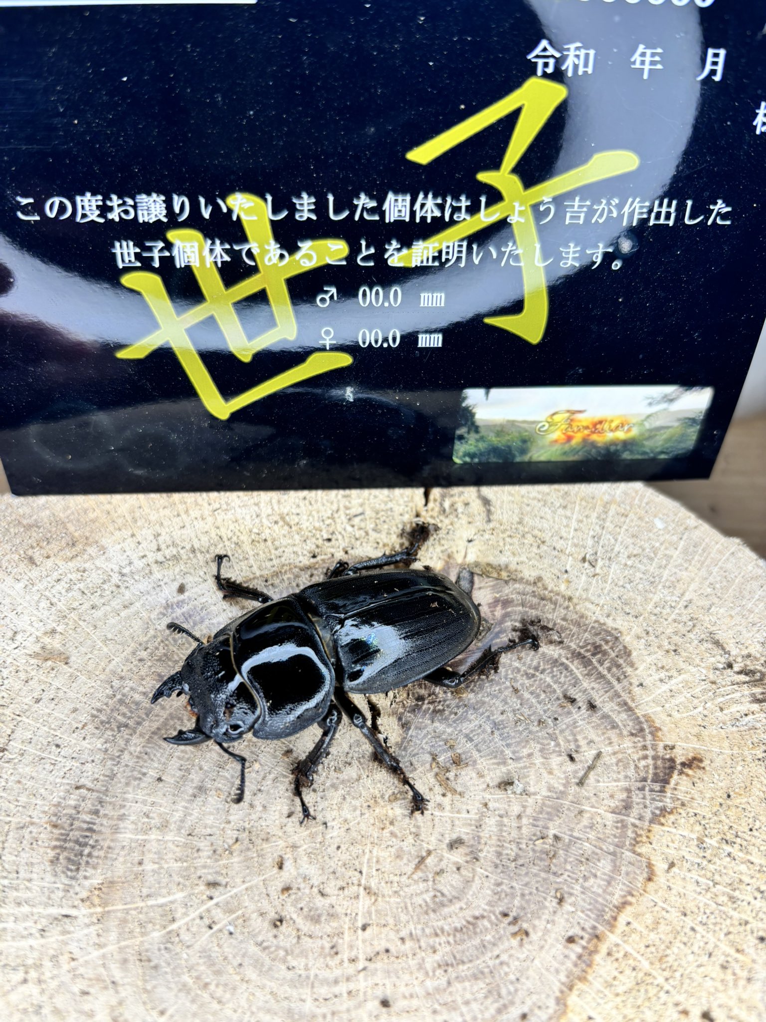 ファミリアしょう吉】ヘラクレスオオカブト ♂単品 147ミリ
