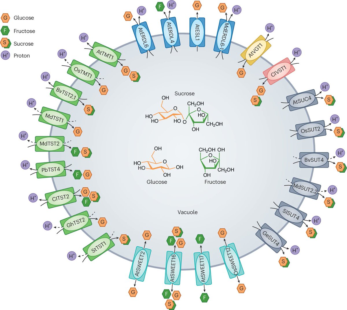 New Review Article: "How vacuolar sugar transporters evolve and control cellular sugar homeostasis, organ development and crop yield" rdcu.be/em8cp

...interconnected roles of vacuolar sugar transporters from different families in development and stress responses.