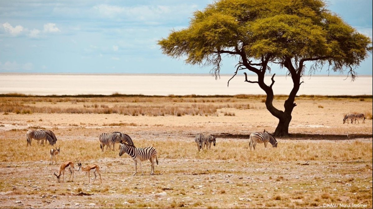 KfW Development Bank (@kfw_fz_int) on Twitter photo 🌍🇳🇦✨Namibia as a shining example of #natureconservation!
In #Namibia, more than 40 % of the country's land area is now protected. A success to which the decades-long commitment of <a href="/KfW_FZ_int/">KfW Development Bank</a> has also contributed.
Read the news: fcld.ly/2e1l8cd 🌍🇳🇦✨Namibia as a shining example of #natureconservation!
In #Namibia, more than 40 % of the country's land area is now protected. A success to which the decades-long commitment of <a href="/KfW_FZ_int/">KfW Development Bank</a> has also contributed.
Read the news: fcld.ly/2e1l8cd