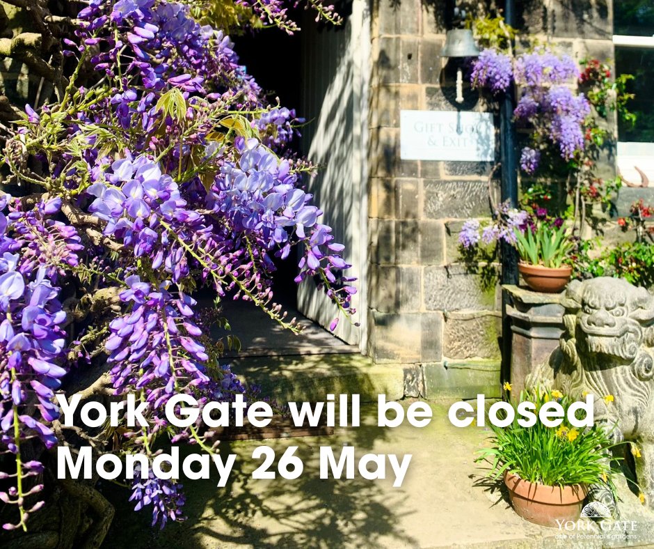 📅 Please note that York Gate will be closed on Bank Holiday Monday 26 May.

We'll be back open as usual from Wednesday to Sunday - hope to see you then!

🌿 Garden, shop &amp; café: 10:00 to 15:30
🪴 Plant sales: 11:00 to 15:30

perennial.org.uk/gardens/garden…
#PerennialsGardens #Adel