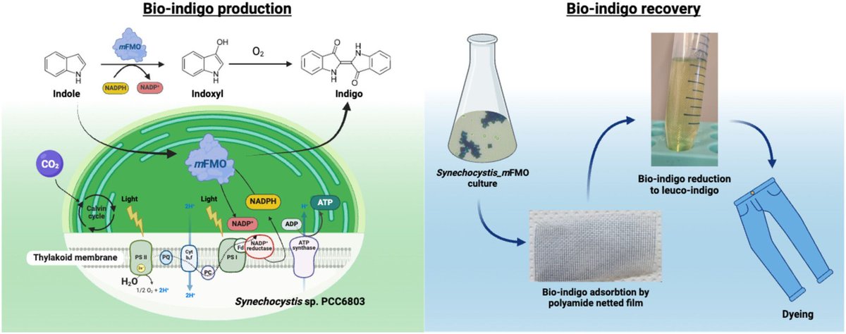MicrobialBiote1's tweet image. Cyanobacteria as dye factories? Engineered Synechocystis sp. PCC6803 uses light to convert indole into indigo dye with an 86% yield via flavin monooxygenase. A new sustainable production process and efficient dye recovery. Promising biotech leap! doi.org/10.1111/1751-7…