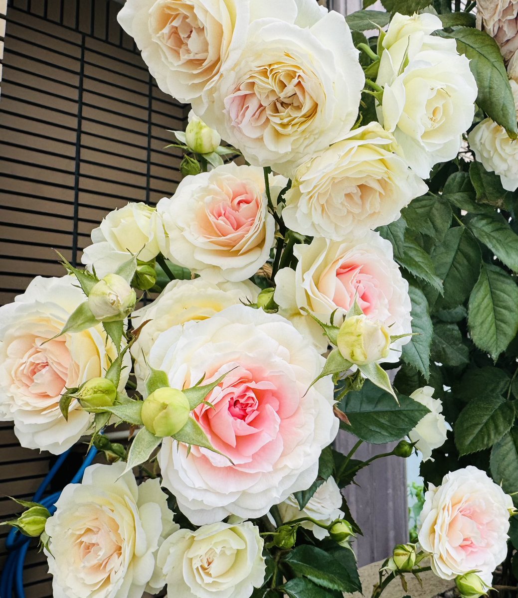 上了点肥料，花就长成这样😆