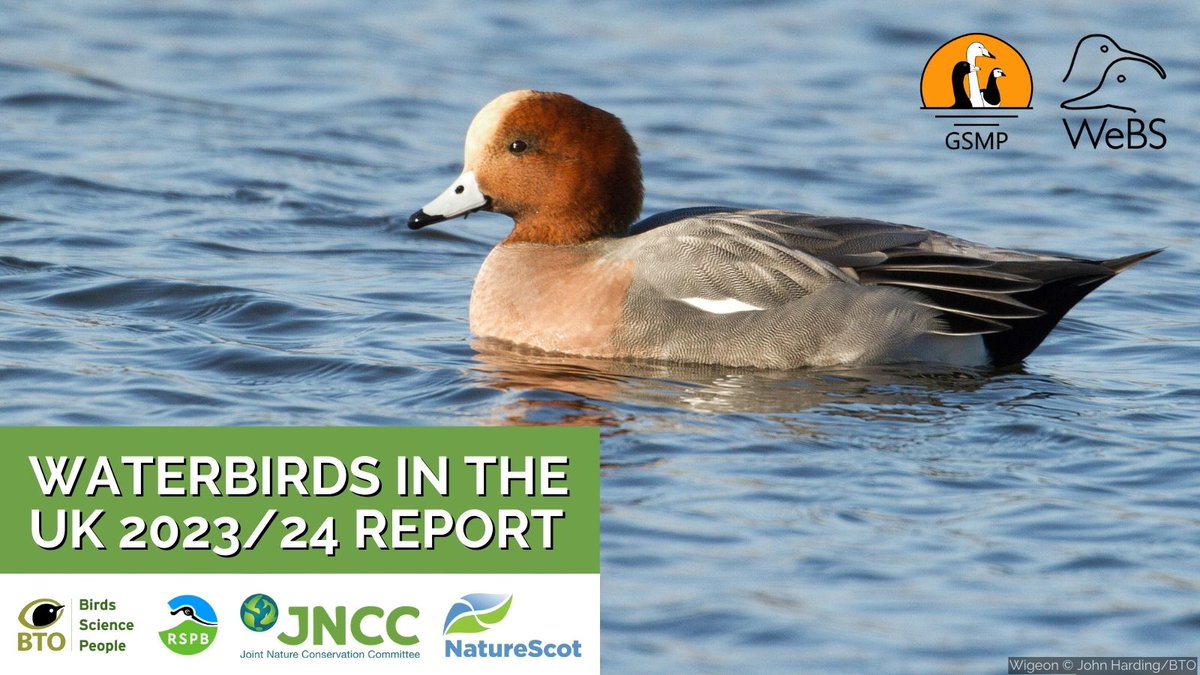 Wetland Bird Survey (@webs_uk) on Twitter photo 1/ Concerns for long-term bird populations are revealed in the latest Waterbirds in the UK report out now. Discover more ⬇️ and read the report ➡️ bto.org/webs-annual-re… #Ornithology <a href="/_BTO/">BTO</a> <a href="/JNCC_UK/">JNCC</a> <a href="/RSPBScience/">RSPB Science</a> <a href="/NatureScot/">NatureScot</a> 1/ Concerns for long-term bird populations are revealed in the latest Waterbirds in the UK report out now. Discover more ⬇️ and read the report ➡️ bto.org/webs-annual-re… #Ornithology <a href="/_BTO/">BTO</a> <a href="/JNCC_UK/">JNCC</a> <a href="/RSPBScience/">RSPB Science</a> <a href="/NatureScot/">NatureScot</a>
