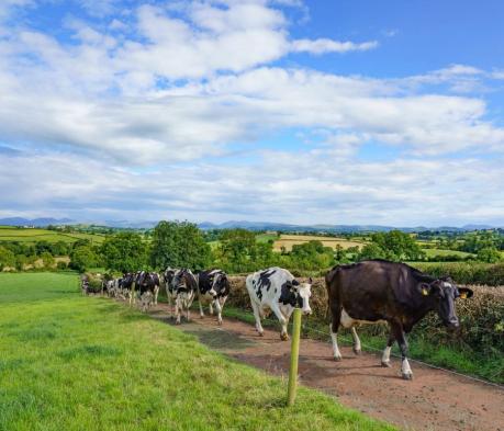 Lakeland Dairies: A Powerhouse in Ireland Inc. US 250 Series 2024 

#IrelandInc #US250Series #LakelandDairies #DairyExcellence #SustainableDairy 
hubs.ly/Q035my620