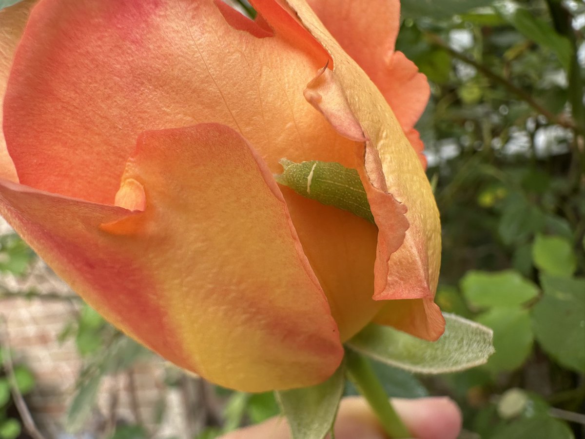 Beauty &amp; the beast #roses #moths