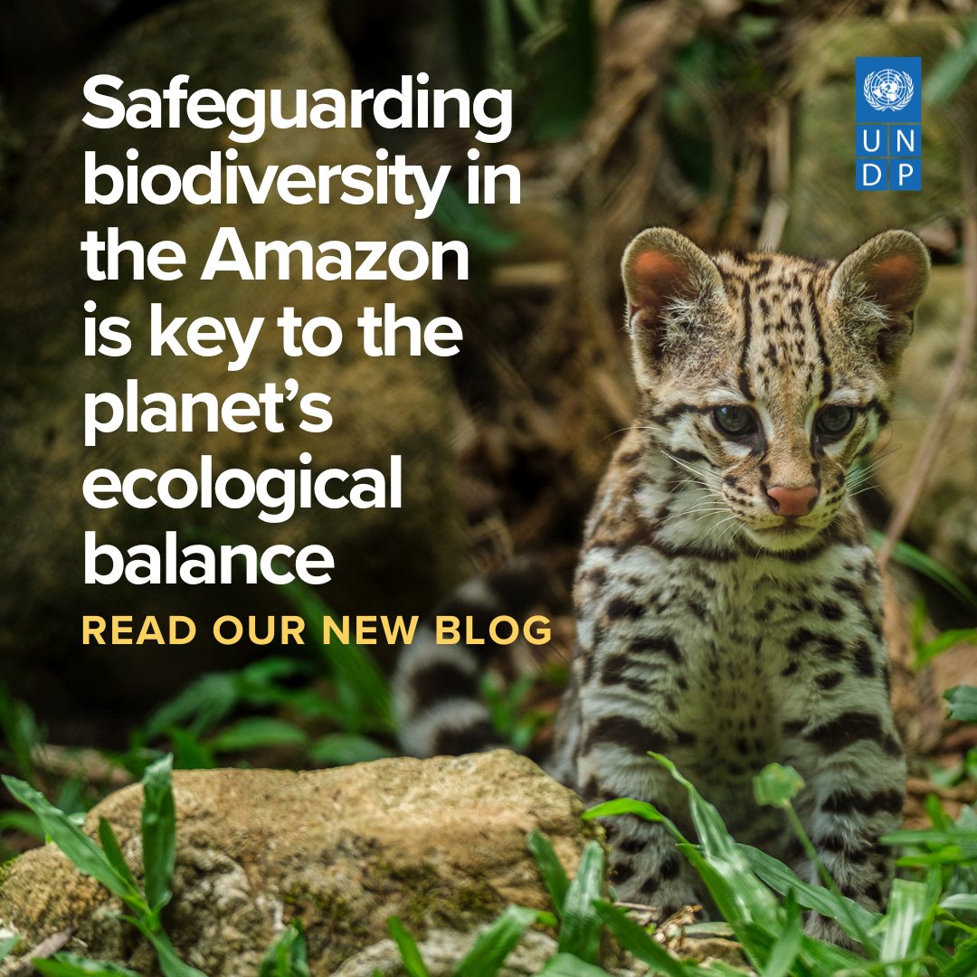 UNDPplanet's tweet photo. #IndigenousPeoples aren’t just conserving biodiversity — they’re redefining how we protect it.

Happy #BiodiversityDay 🌍

Let's celebrate the leaders safeguarding one of the planet’s most vital forests - the Amazon.

👉 Explore their stories: https://t.co/2al40rYpZT https://t.co/NToZaSCWfH