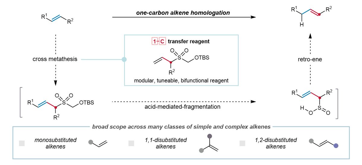 The Gaunt Group (@gaunt_group) on Twitter photo Excited to share that our one-carbon alkene homologation reaction developed <a href="/marcus_grocott/">Marcus Grocott</a> by has been published in @nature🎉
doi.org/10.1038/s41586…
(1/3) 🧵 Excited to share that our one-carbon alkene homologation reaction developed <a href="/marcus_grocott/">Marcus Grocott</a> by has been published in @nature🎉
doi.org/10.1038/s41586…
(1/3) đź§µ