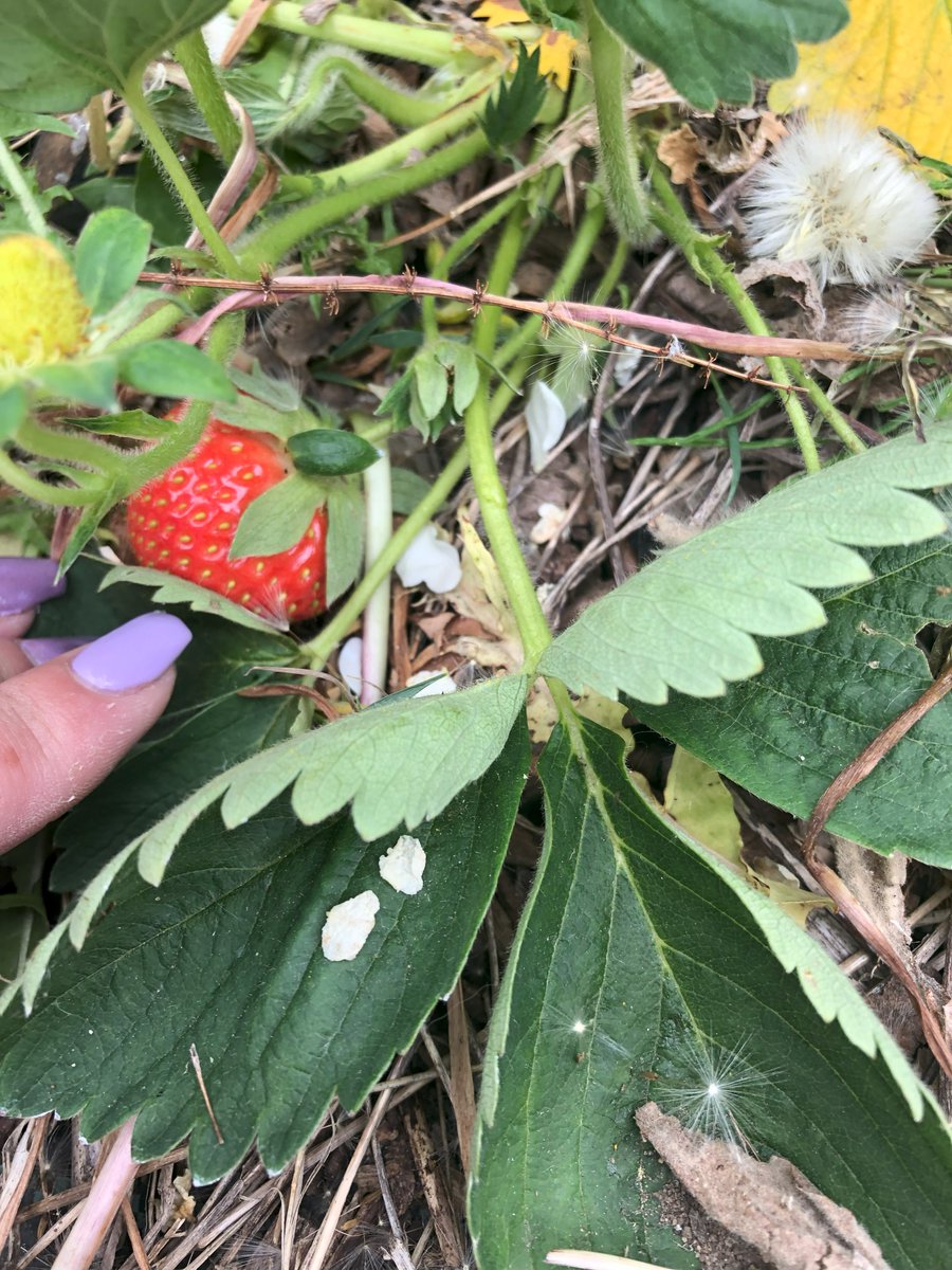 🍓Something exciting happened this morning on the allotment! We found our first red strawberry!🍓