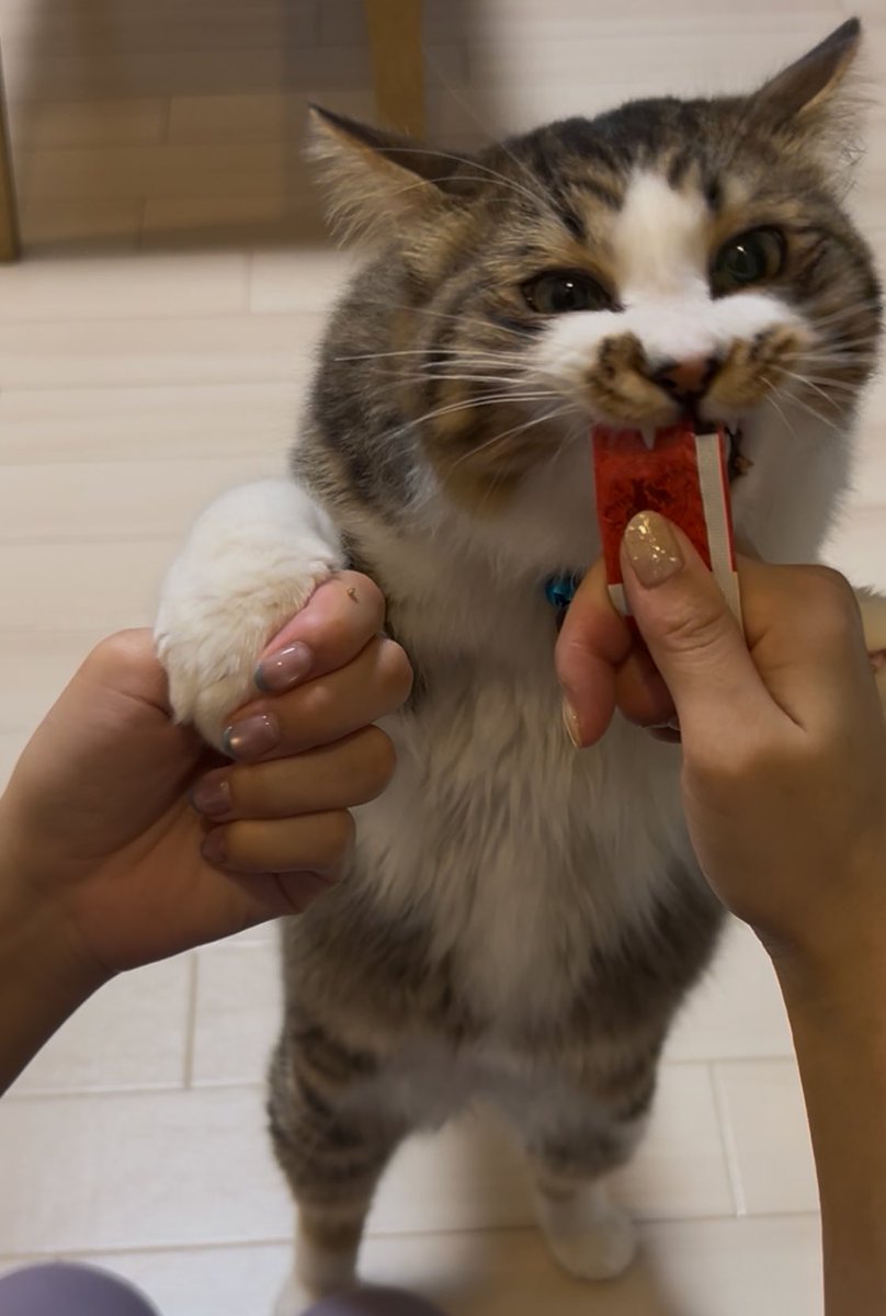 hotanyan's tweet photo. ちなみにほたてが食べてたのはリバードリパブリック？って所のねこぴゅーれ、食いつき良い
多分みんな立ち食いになる https://t.co/HBWet4gk7w