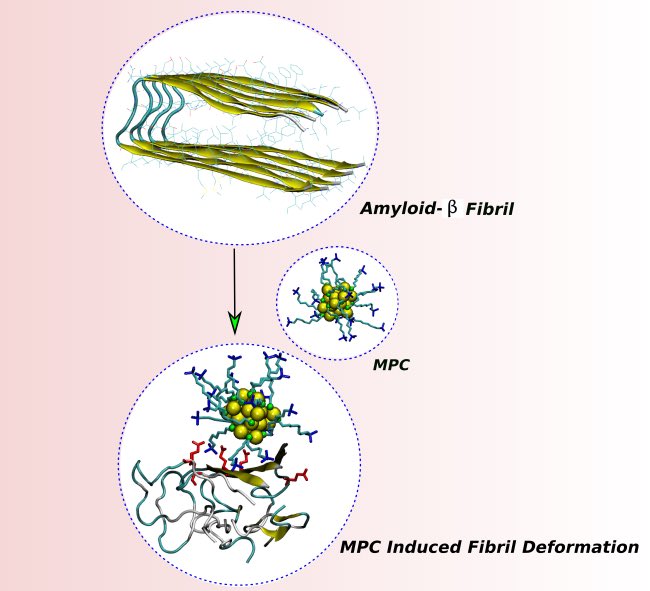 Tarak Karmakar (@tarakchem) on Twitter photo Using atomistic MD simulations, we studied the interactions between Ligand-protected metal nanoclusters & amyloid fibrils. Our first attempt to check nanoclusters as #nanotherapeutics for neurodegenerative diseases!
advanced.onlinelibrary.wiley.com/doi/10.1002/ad…
<a href="/CCMB_IITD/">CCMB_IITD</a>
<a href="/Chemistry_iitd/">Chemistry_IIT Delhi</a> <a href="/iitdelhi/">IIT Delhi</a> Using atomistic MD simulations, we studied the interactions between Ligand-protected metal nanoclusters & amyloid fibrils. Our first attempt to check nanoclusters as #nanotherapeutics for neurodegenerative diseases!
advanced.onlinelibrary.wiley.com/doi/10.1002/ad…
<a href="/CCMB_IITD/">CCMB_IITD</a>
<a href="/Chemistry_iitd/">Chemistry_IIT Delhi</a> <a href="/iitdelhi/">IIT Delhi</a>